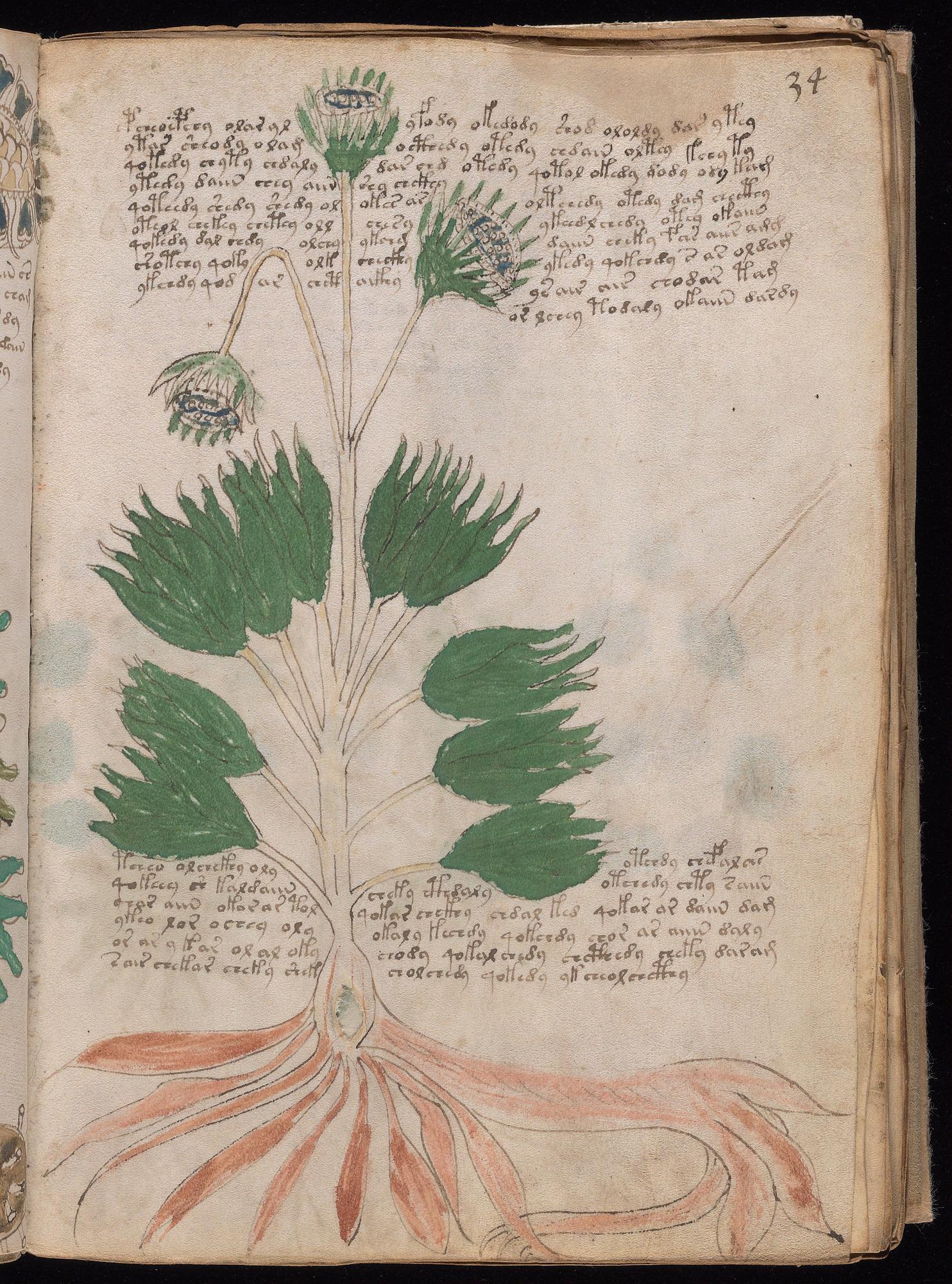 Voynich Manuscript folio f34r — Beinecke MS 408